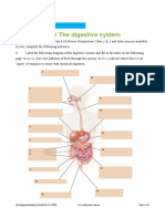 Digestive System Worksheet 6.1