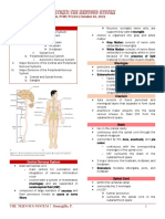 The Nervous System Outline