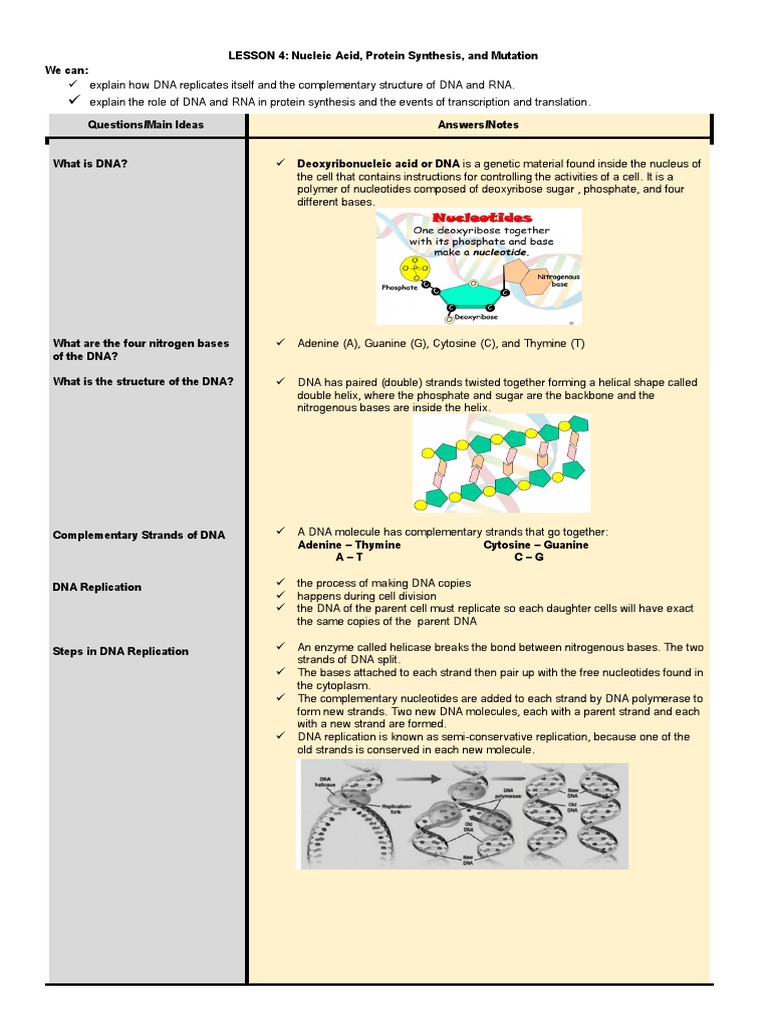 Guided Notes Lesson 4 PDF Rna Dna