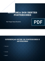 Anatomia Dos Dentes Posteriores.