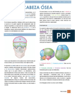Estructura ósea de la cabeza: neurocráneo y viscerocráneo
