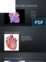 Anatomía Del Corazón
