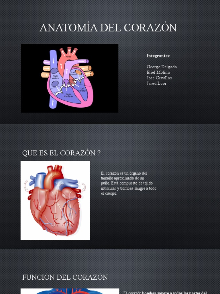 Anatomía Del Corazón | PDF