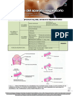 E09 - Desarrollo Del Aparato Respiratorio 2021 71-78 Web