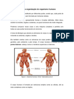 01aula NiveisDeOrganizacaoDoSerHumano 1