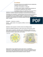 Histología Glándulas Salivales