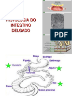 Histologia do Intestino Delgado