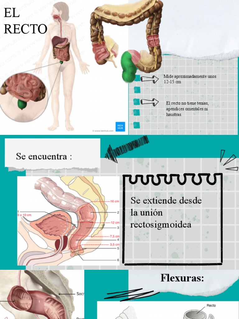 Anatomía del Recto y Ano Humano | PDF | Recto | Anatomía