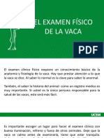 Examen Fisico de La Vaca