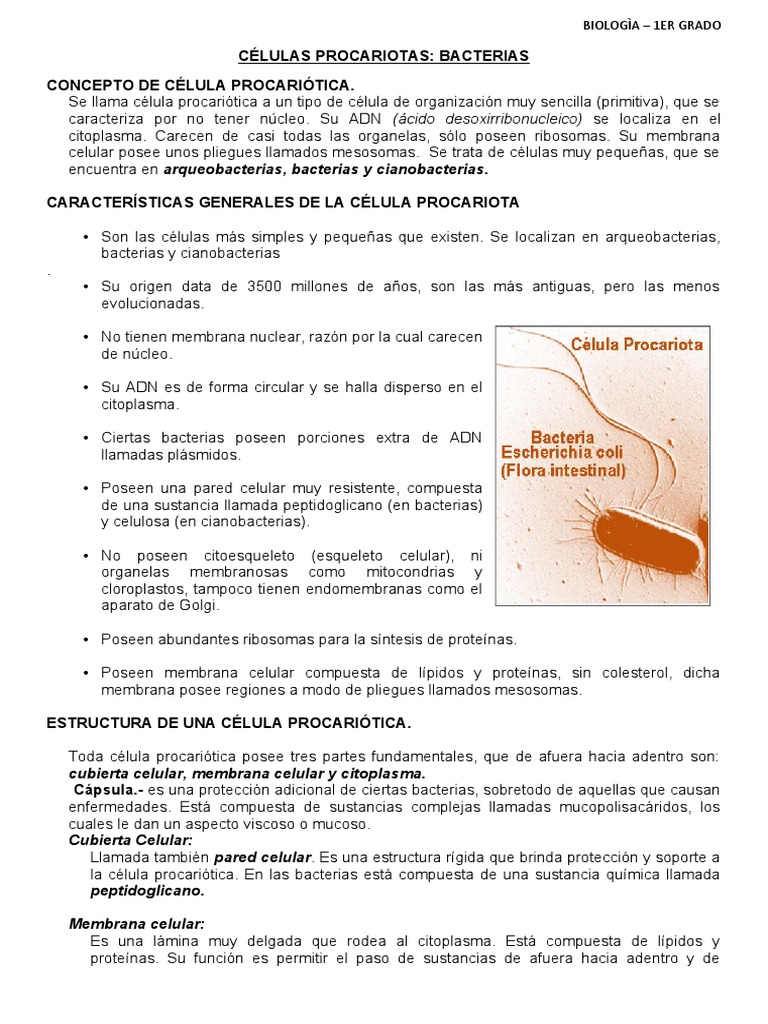 Células Procariotas | PDF | Biología Celular) | Las bacterias