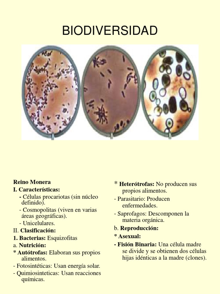 Diapositivas Monera, Protista y Fungi | PDF | Las bacterias | Algas