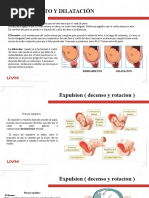 Escala de Bromage | PDF