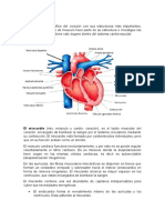 El Miocardio (Mio: Músculo y Cardio: Corazón), Es El Tejido Muscular Del