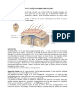 MENINGES Arreglado Informe