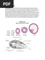 FOLICULOGÊNESE ntit (Recovered)