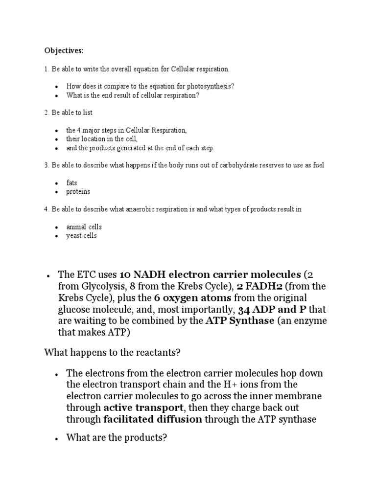 Efficiency of ATP Production PDF Cellular Respiration Adenosine
