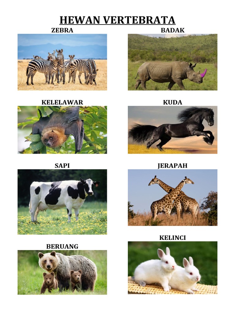 Hewan Vertebrata | PDF