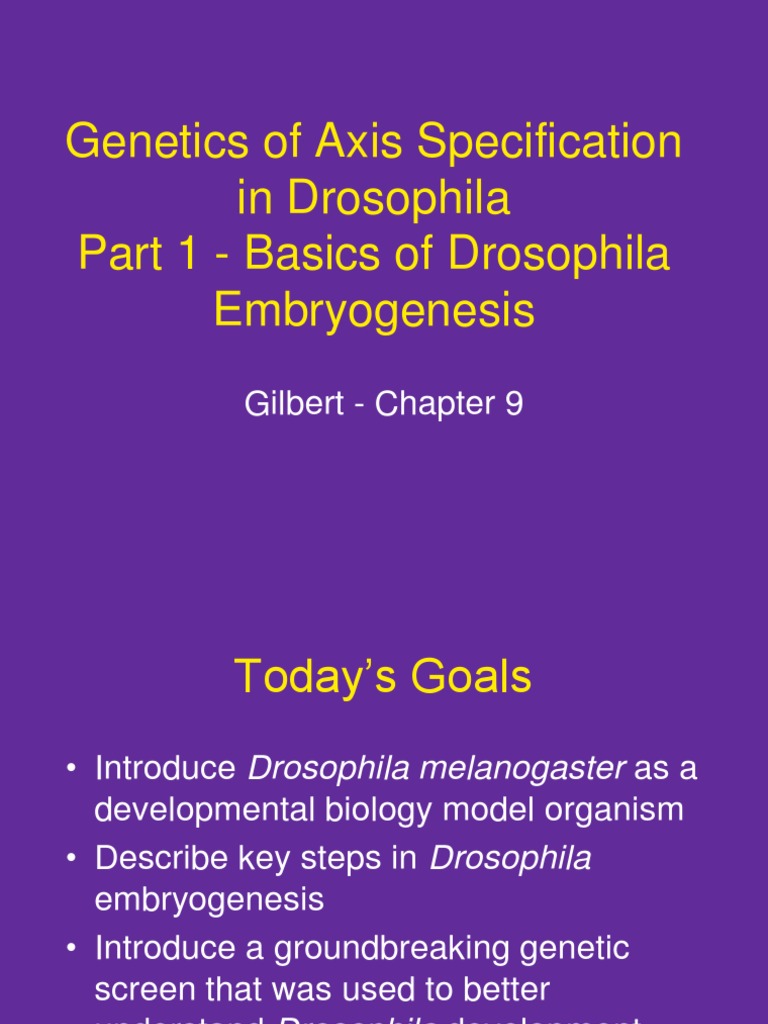 of Axis Specification in Drosophila Part 1 Basics of