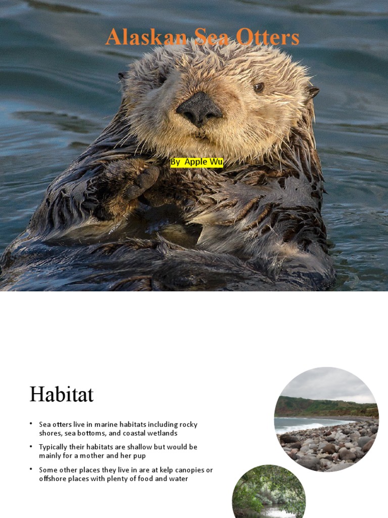 Alaskan Sea Otters | PDF | Otter | Sea