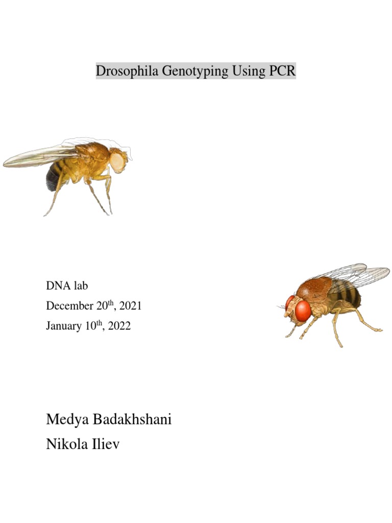 Drosophila Genotyping via PCR Techniques | PDF | Polymerase Chain ...