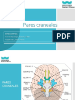 Pares Craneales: Integrantes