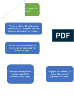 ¿Cómo Extraen Desechos Los Riñones?