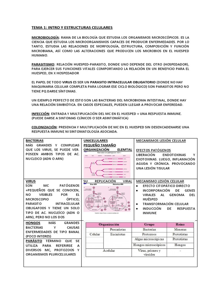 Estructuras y Funciones de Microorganismos | PDF | Las bacterias | Virus