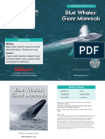 Blue Whales Giant Mammals