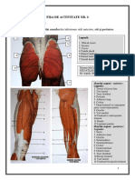 Sarcini de Lucru: 1. Identificaţi Muşchii Membrelor Inferioare Atât Anterior, Cât Şi Posterior