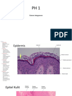 Sistem Integumen