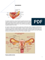 Aparato Reproductor Femenino