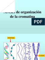 Niveles de Organización de La Cromatina