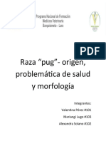 Raza "Pug" Origen, Problemática de Salud y Morfología