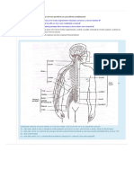 Simulare: 1. Referitor La Nervii Sistemului Nervos Periferic Se Pot Afirma Următoarele