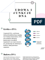 Budowa I Funkcje DNA