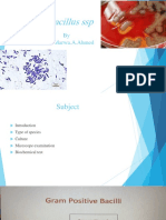 LAB 5 - Bacillus