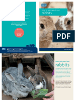 How To Take Care of Your Rabbits (PDF 1.15MB)