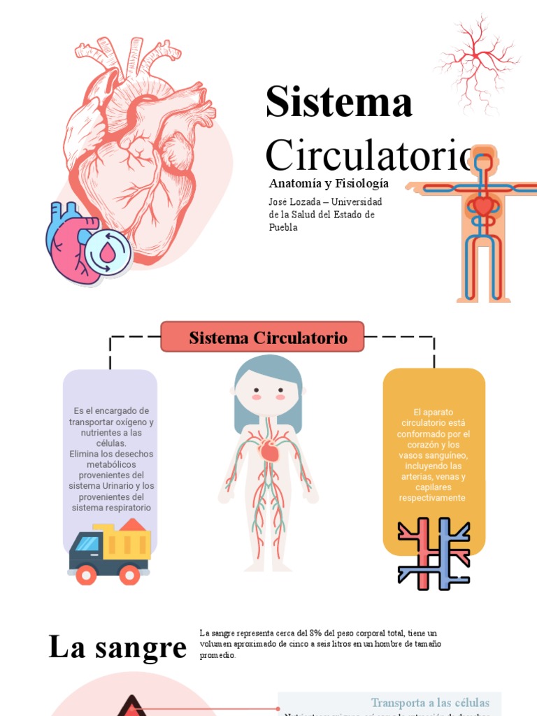 Anatomía Sistema Circulatorio Pdf Sistema Circulatorio Corazón