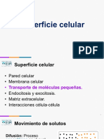 Superficie Celular