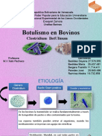 Clostridium Bovino