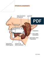 Apparato Digerente: 1. La Bocca