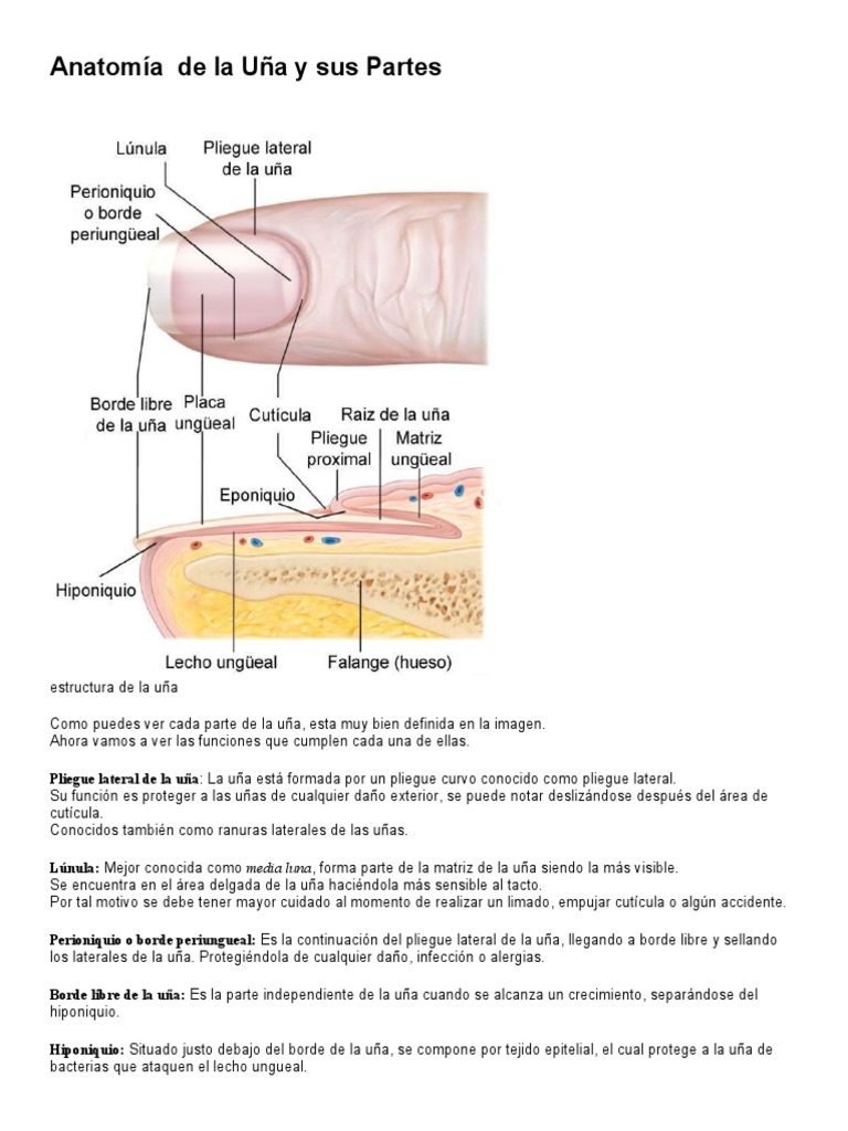 Anatomía de La Uña y Sus Partes | PDF | Clavo (anatomía) | Sistema ...