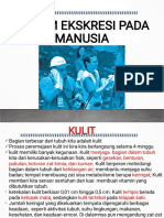 Sistem Ekskresi Pada Manusia