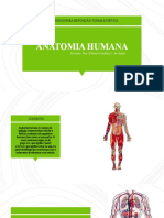 Anatomia Humana: Conteúdos para Reposição-Turma Estética