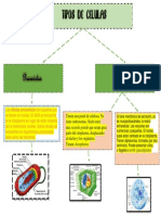 Tipos de Celula