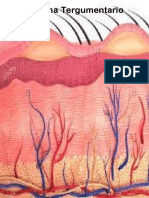 Sistema Tergumentario