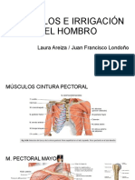 Músculos e Irrigación Del Hombro