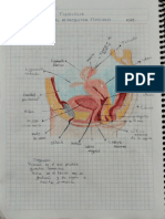 Anatomía y Fisiología Masculino y Femenino