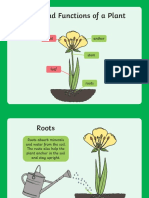 Parts and Functions of A Plant: Petal Anther