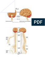 Brain anatomy diagram: cerebral cortex, basal ganglia, thalamus